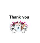 ♯柴犬ソラと猫モモ（個別スタンプ：3）