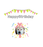 ♯柴犬ソラと猫モモ（個別スタンプ：8）
