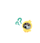 ♯柴犬ソラと猫モモ（個別スタンプ：11）