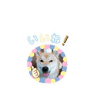 ♯柴犬ソラと猫モモ（個別スタンプ：13）