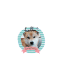 ♯柴犬ソラと猫モモ（個別スタンプ：14）