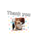♯柴犬ソラと猫モモ（個別スタンプ：15）