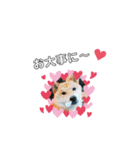 ♯柴犬ソラと猫モモ（個別スタンプ：18）