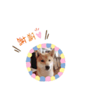 ♯柴犬ソラと猫モモ（個別スタンプ：22）