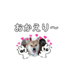 ♯柴犬ソラと猫モモ（個別スタンプ：23）