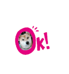 ♯柴犬ソラと猫モモ（個別スタンプ：30）
