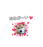 ♯柴犬ソラと猫モモ（個別スタンプ：31）