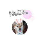 ♯柴犬ソラと猫モモ（個別スタンプ：33）
