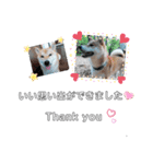 ♯柴犬ソラと猫モモ（個別スタンプ：34）