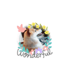 ♯柴犬ソラと猫モモ（個別スタンプ：35）