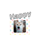 ♯柴犬ソラと猫モモ（個別スタンプ：36）