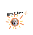 ♯柴犬ソラと猫モモ（個別スタンプ：39）