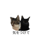 猫であいさつよ（個別スタンプ：1）