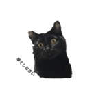 猫であいさつよ（個別スタンプ：2）