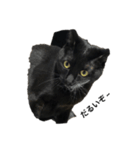 猫であいさつよ（個別スタンプ：3）