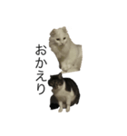 猫であいさつよ（個別スタンプ：4）