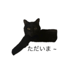 猫であいさつよ（個別スタンプ：5）
