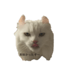 猫であいさつよ（個別スタンプ：6）