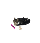 猫であいさつよ（個別スタンプ：7）