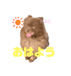 チョコポメのちよこさん（個別スタンプ：1）