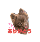 チョコポメのちよこさん（個別スタンプ：2）