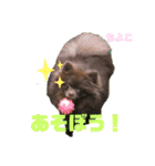 チョコポメのちよこさん（個別スタンプ：3）