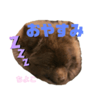 チョコポメのちよこさん（個別スタンプ：7）