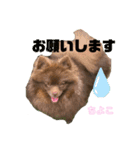 チョコポメのちよこさん（個別スタンプ：10）