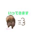 チョコポメのちよこさん（個別スタンプ：12）