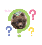 チョコポメのちよこさん（個別スタンプ：13）