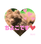チョコポメのちよこさん（個別スタンプ：16）
