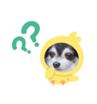 ワンわんこわん（個別スタンプ：1）