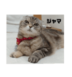 みみたろさん（個別スタンプ：3）