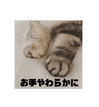 みみたろさん（個別スタンプ：8）