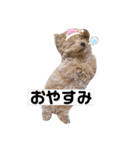 まるかちいょう（個別スタンプ：4）