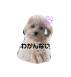 まるかちいょう（個別スタンプ：5）