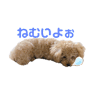 まるかちいょう（個別スタンプ：9）