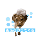 まるかちいょう（個別スタンプ：13）