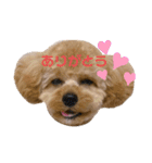 まるかちいょう（個別スタンプ：17）