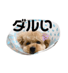 まるかちいょう（個別スタンプ：21）
