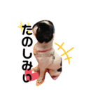 狆のマウスウPart Ⅲ（個別スタンプ：8）