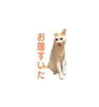 日常で使える実写猫◡̈⋆*（個別スタンプ：1）