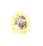 日常で使える実写猫◡̈⋆*（個別スタンプ：2）
