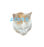 日常で使える実写猫◡̈⋆*（個別スタンプ：3）