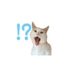 日常で使える実写猫◡̈⋆*（個別スタンプ：4）