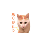 日常で使える実写猫◡̈⋆*（個別スタンプ：5）