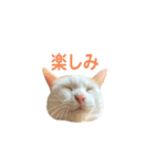 日常で使える実写猫◡̈⋆*（個別スタンプ：6）