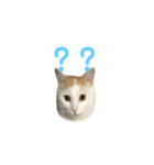 日常で使える実写猫◡̈⋆*（個別スタンプ：8）