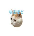 日常で使える実写猫◡̈⋆*（個別スタンプ：9）
