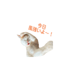日常で使える実写猫◡̈⋆*（個別スタンプ：10）